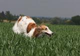 BARZOI 129